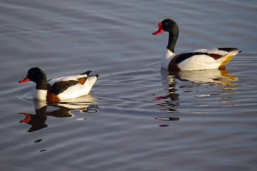 Wildlife Sightings for 29th December 2023